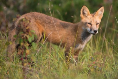 fox wildlife
